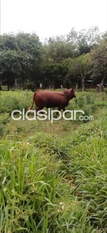 Estancia en villeta, foto 2