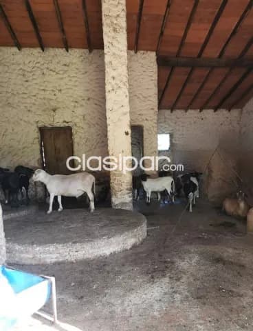 Estancia en caacupé, foto 2