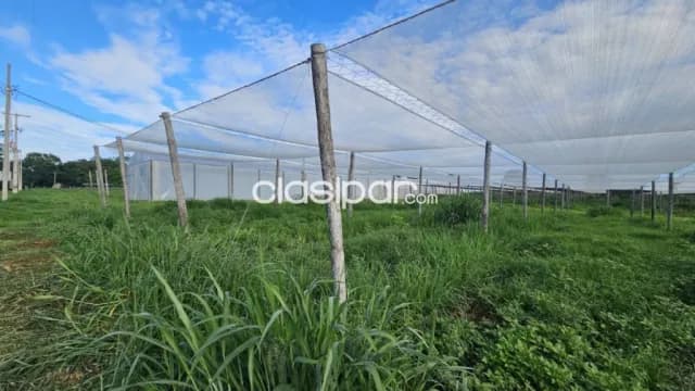 Estancia en itacurubí de la cordillera, foto 3