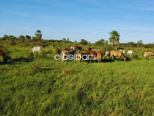 de Propiedad Rural – Mayor Pablo Lagerenza (Alto Paraguay), foto 2