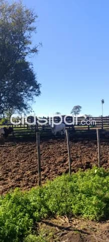 Granja, foto 4