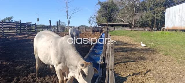 Granja, foto 5