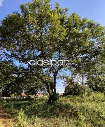 Terreno en Luque, foto 4