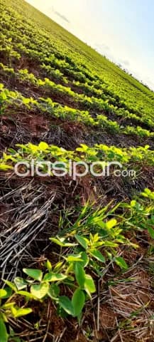 Campo en Curuguaty | 1.001 Ha Productivas | Desde Gs. 50 Millones/Ha, foto 3