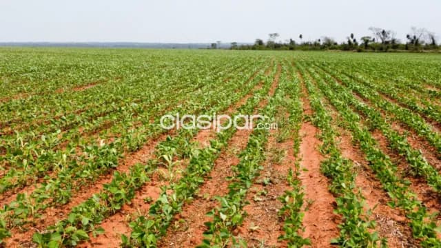 Campo en Curuguaty | 1.001 Ha Productivas | Desde Gs. 50 Millones/Ha, foto 5