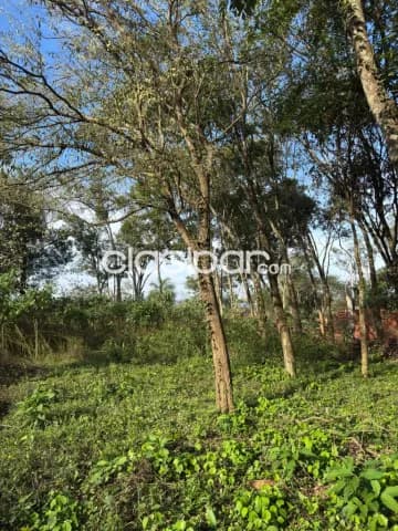 🌳 ¡terreno en venta en Encarnación!, foto 4