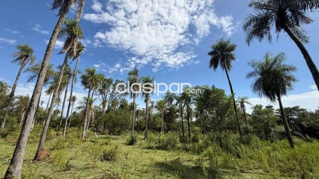 En venta 8.5 hectáreas en piribebuy 🌳🌴, foto 1