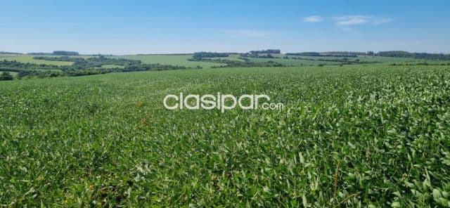 Campo Agrícola en Capitán Meza | 55 Ha | USD 852.500