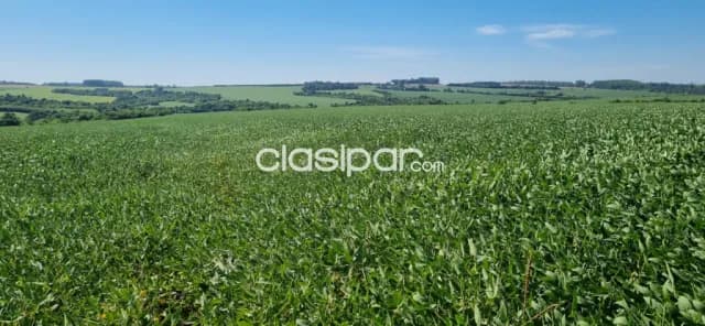 Campo Agrícola en Capitán Meza | 55 Ha | USD 852.500, foto 2