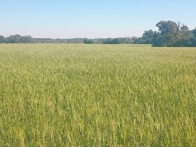 Propiedad rural mecanizada en oferta