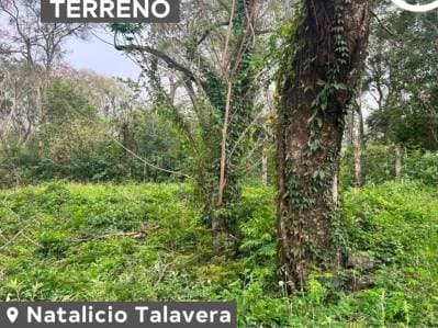 En venta mas de 2 hectáreas en Natalicio Talavera