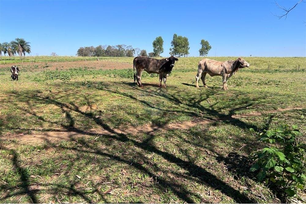 Campo En Venta En Minga Guazu