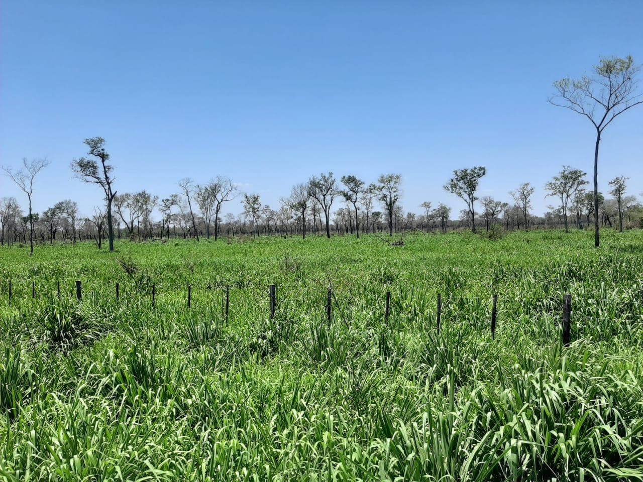 Vendo Estancia. Chaco. Zona Tte. Esteban Martínez. COD LG