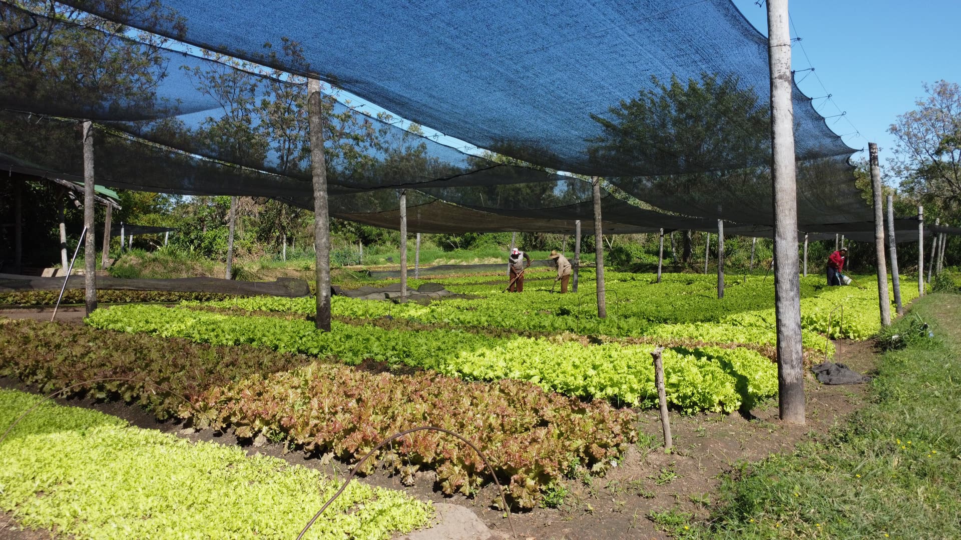 En venta granja de horticultura organica