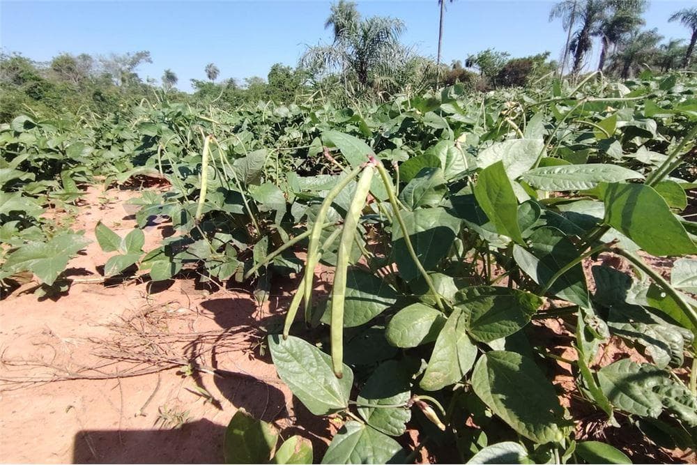 En venta 3,7 hectareas en nva colombia cordillera
