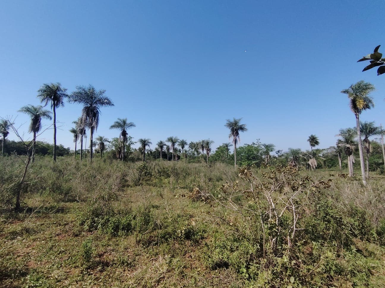 En venta 3,7 hectareas en nva colombia cordillera - jg