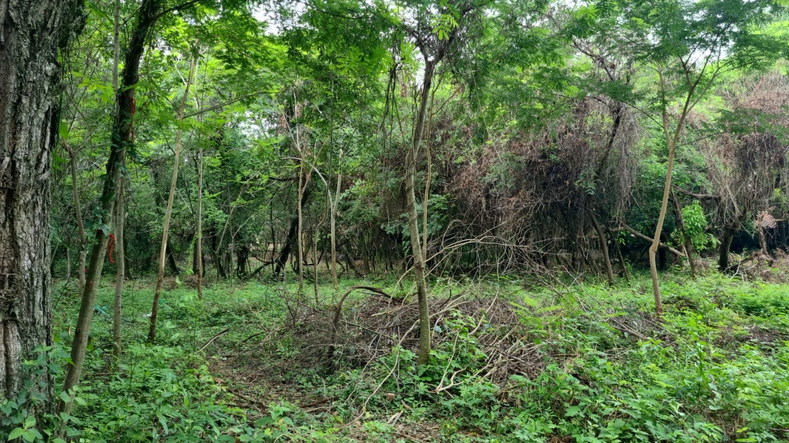 Vendo terrenos en Aregua!