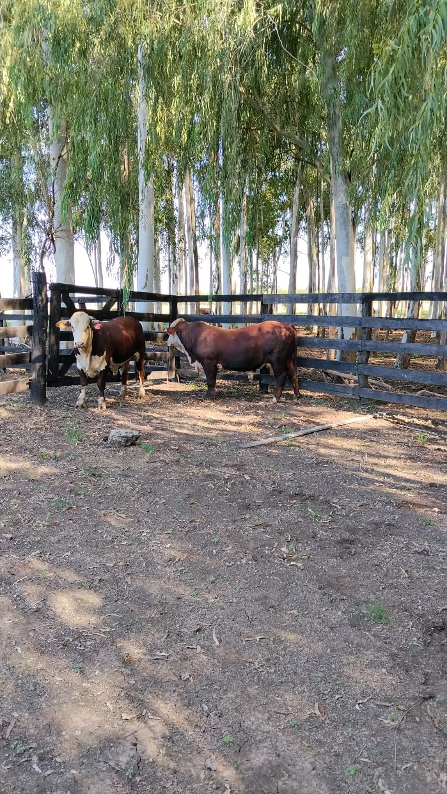 Estancia/campo de 288 hectáreas en arroyos y esteros en venta