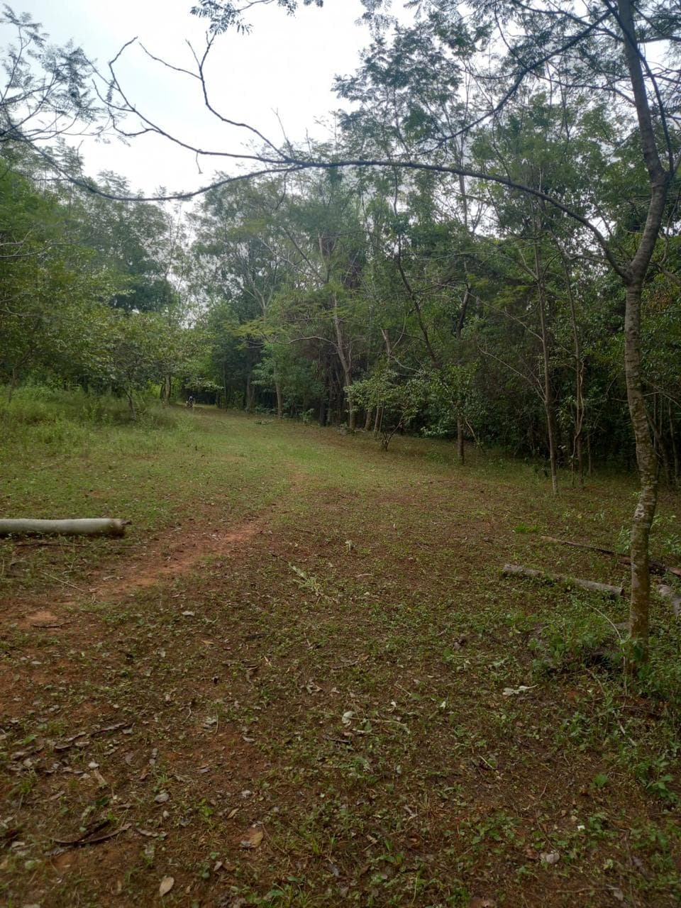 En Venta Terreno de 5 Hectáreas en Aguaity - Eusebio Ayala - Cordillera V246