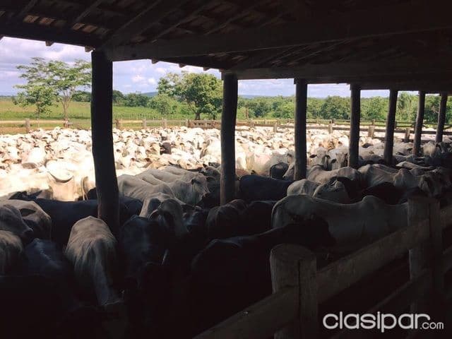 Zona pechugon - tacuara - 620 has - estancia