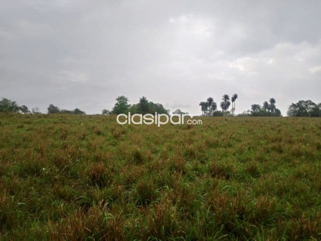 Campo Agrícola/Ganadero en Nueva Germania - 125 Ha