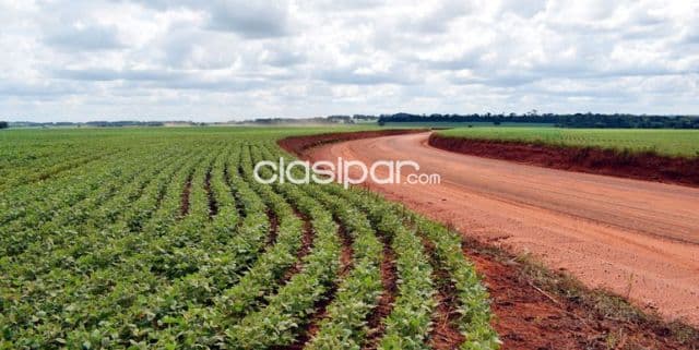 100 hectáreas OLEARY. CAMPO 9