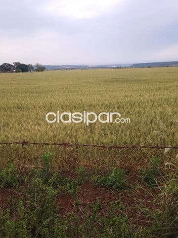 Campo Agrícola Mecanizado en Hernandarias sobre Ruta - 114 Ha