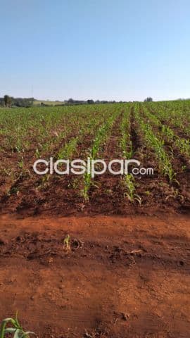 Terreno Rural Mecanizado en Edelira - 6 Ha