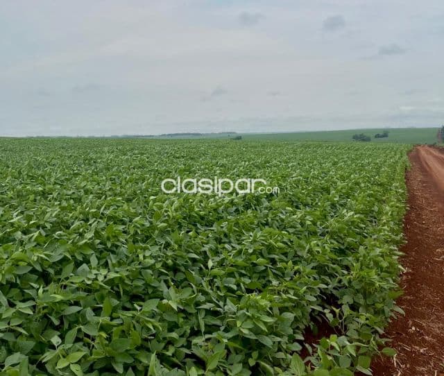 Campo Agrícola/Ganadero Mecanizado en Capitan Bado - 191 Ha