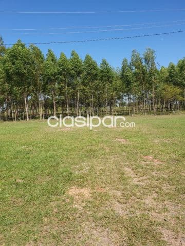 V. Hayes remanso saladillo: 14.8 has formada agro-ganadera forestal, en funcionamiento