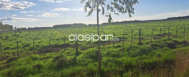 Propiedad de 512 htas.-Especial para ganadería y reforestación!!!!