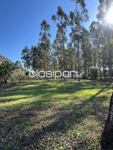 Granja de 15.000 m2 vendo en km 10 monday Ciudad del Este !!