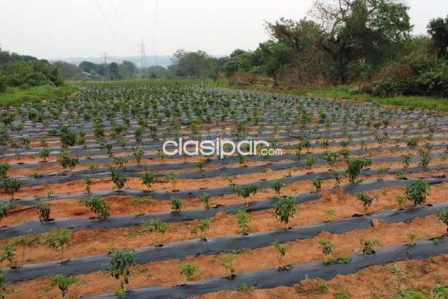 Terreno de 6.3 hectareas en itaugua