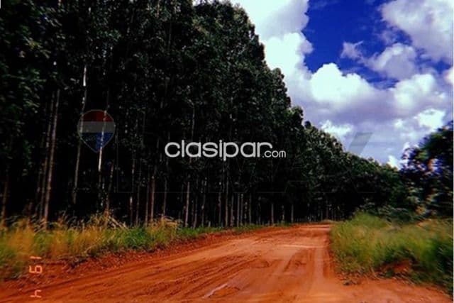🌳 inversión forestal y productiva en san pedro | estancia operativa con alto retorno