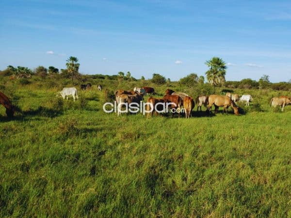 de Propiedad Rural – Mayor Pablo Lagerenza (Alto Paraguay)